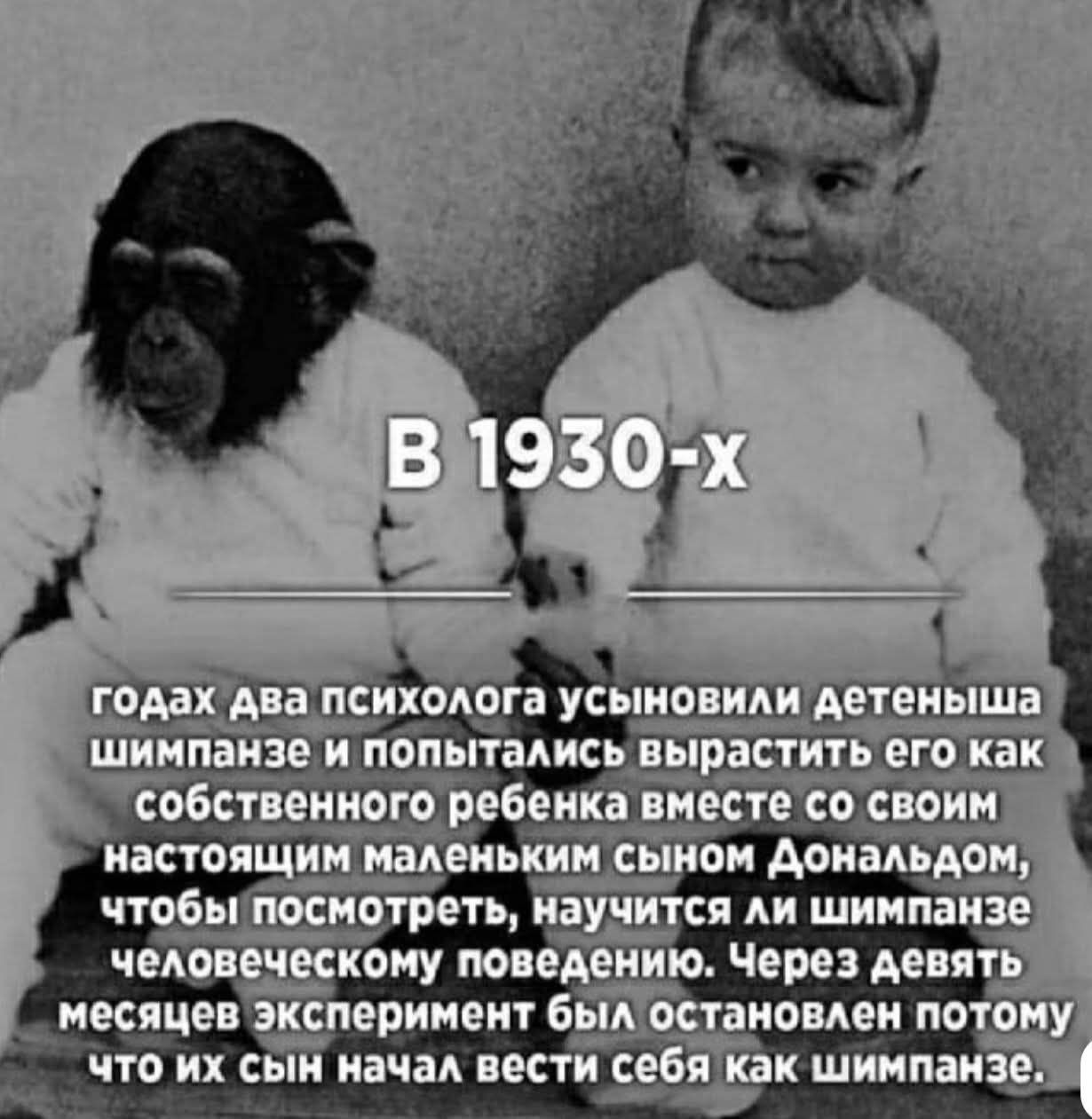 В 1930-x годах два психолога усыновили детеныша шимпанзе и пытались вырастить его как собственного ребенка вместе со своим настоящим маленьким сыном Дональдом, чтобы посмотреть, научится ли шимпанзе человеческому поведению. Через девять месяцев эксперимент был остановлен потому что их сын начал вести себя как шимпанзе.