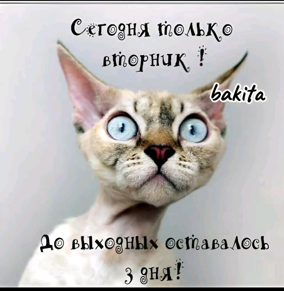 Сегодня только вторник !
До выходных осталось 3 дня!