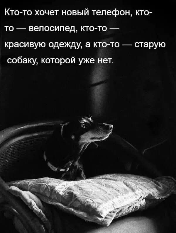 Кто-то хочет новый телефон, кто-то — велосипед, кто-то — красивую одежду, а кто-то — старую собаку, которой уже нет.