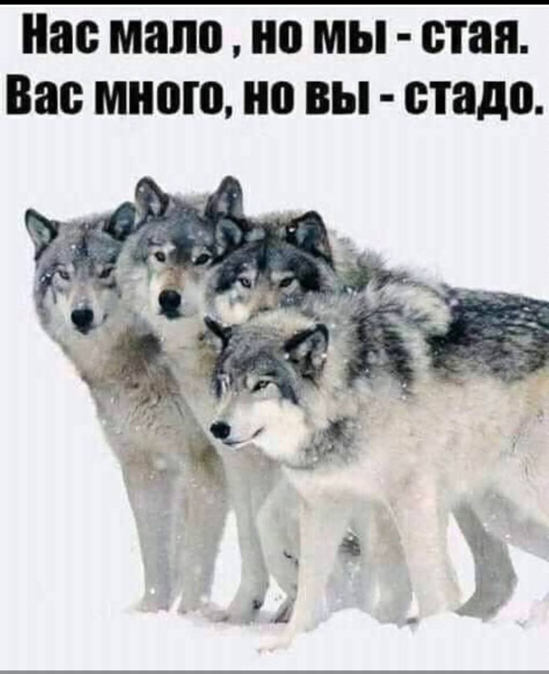 Нас мало, но мы - стая. Вас много, но вы - стадо.