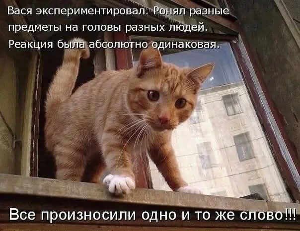 Вася экспериментировал. Ронял разные предметы на головы разных людей. Реакция была абсолютно одинаковая. Все произносили одно и то же слово!!!