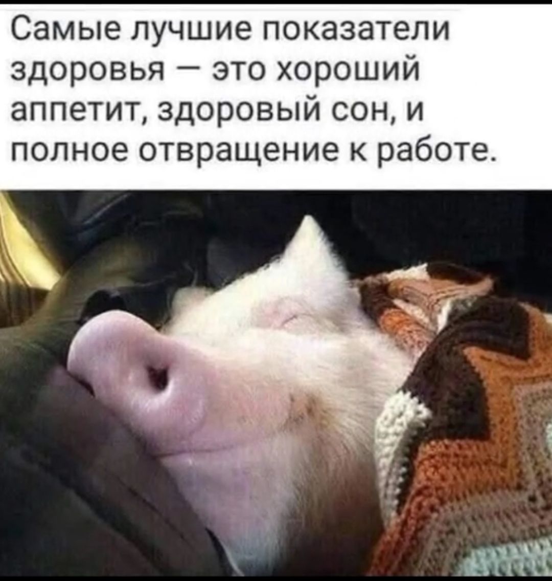 Самые лучшие показатели здоровья — это хороший аппетит, здоровый сон, и полное отвращение к работе.
