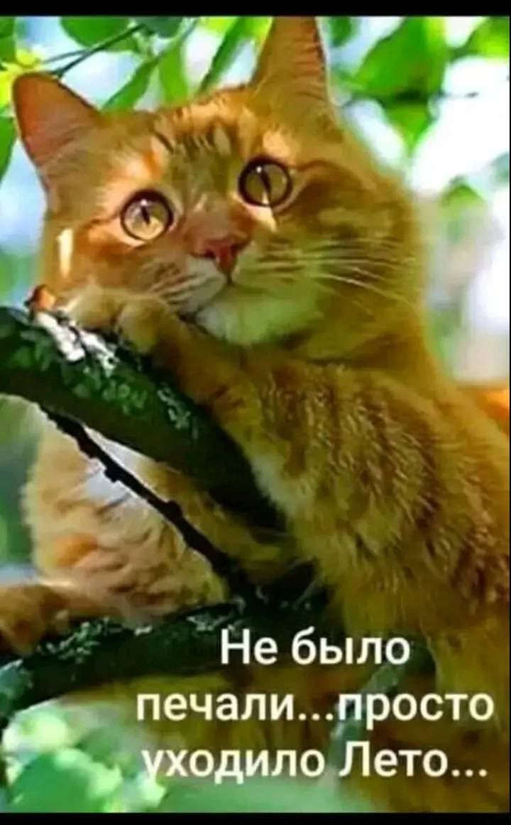 Не было печали...просто уходило Лето...