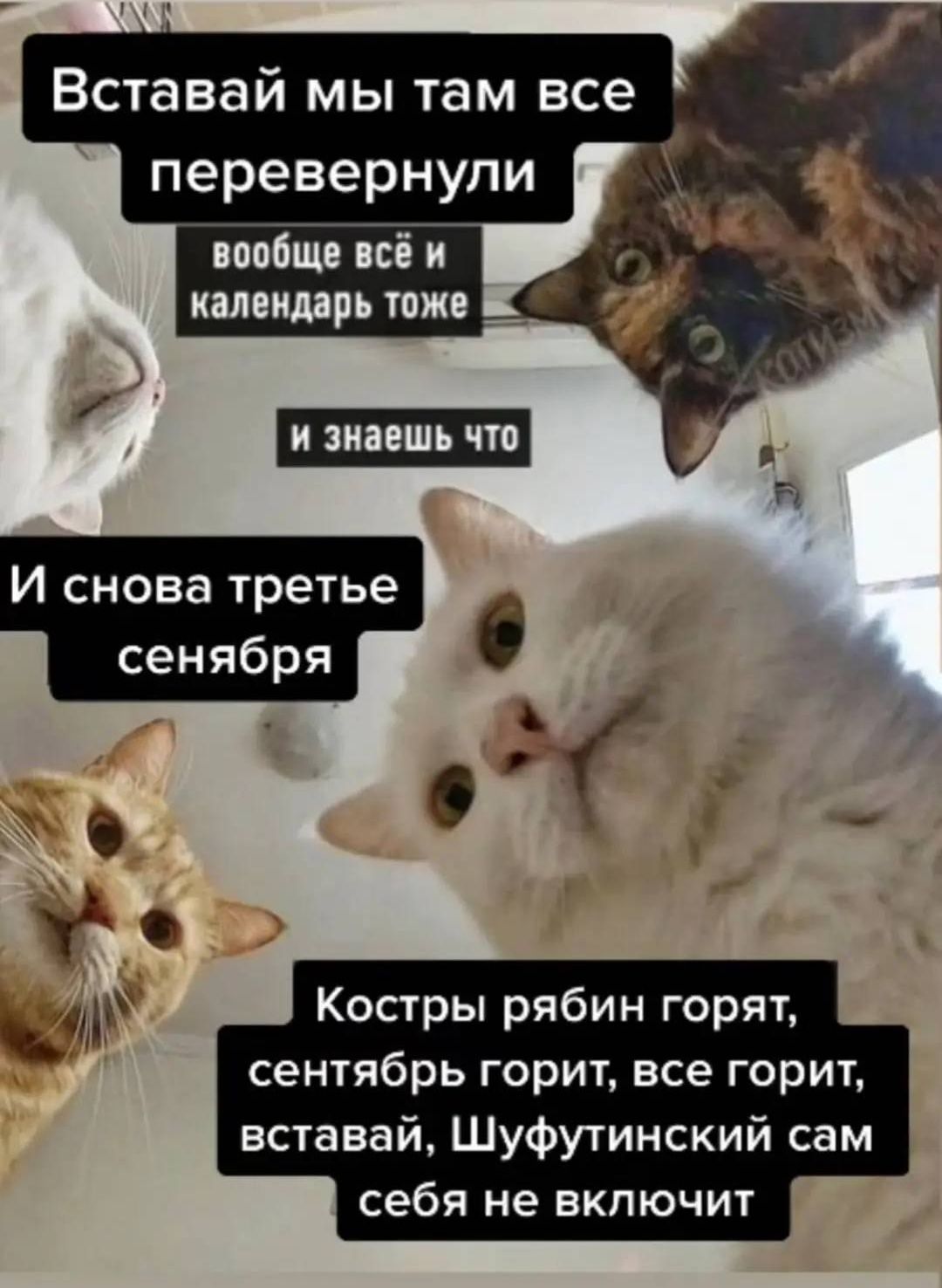 Вставай мы там все перевернули
вообще всё и календарь тоже
и знаешь что
И снова третье сентября
Костры рябин горят, сентябрь горит, все горит, вставай, Шушутинский сам себя не включит