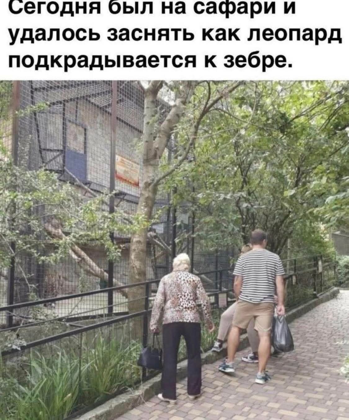 Сегодня был на сафари и удалось заснять как леопард подкрадывается к зебре.