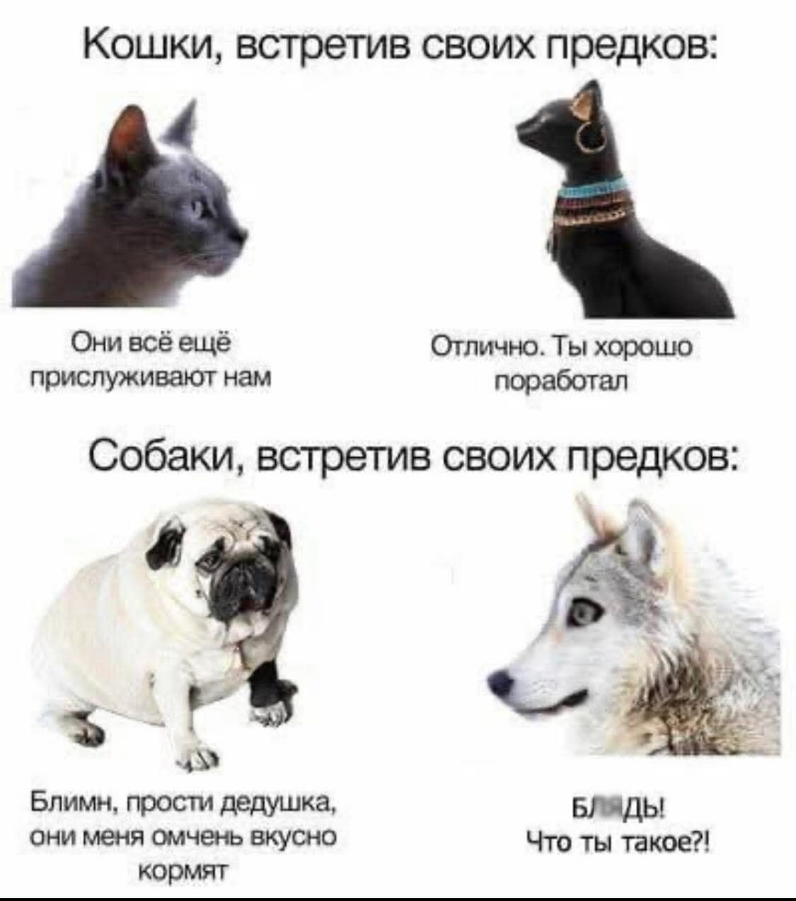 Кошки, встретив своих предков:
Они всё ещё прислуживают нам
Отлично. Ты хорошо поработал.
Собаки, встретив своих предков:
Блин, прости дедушка, они меня очень вкусно кормят
БЛЯДЬ! Что ты такое?