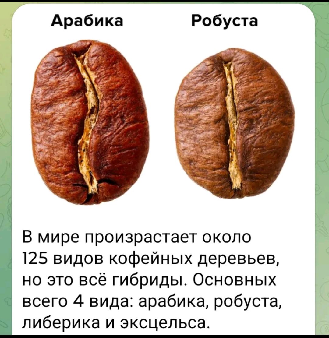 Арабика
Робуста

В мире произрастает около 125 видов кофейных деревьев, но это всё гибриды. Основных всего 4 вида: арабика, робуста, либерика и эксцельса.