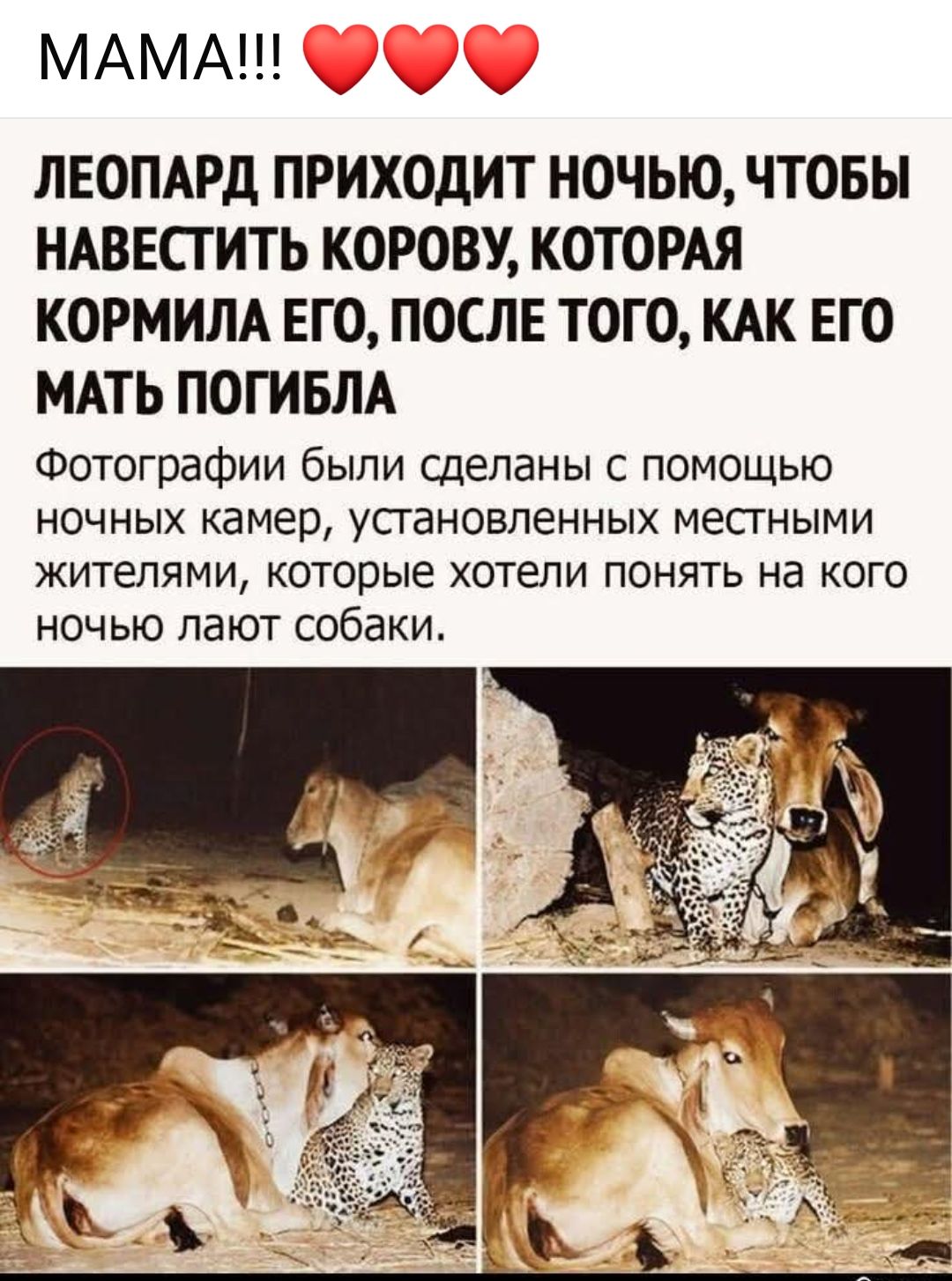 ЛЕОПАРД ПРИХОДИТ НОЧЬЮ, ЧТОБЫ НАВЕСТИТЬ КОРОВУ, КОТОРАЯ КОРМИЛА ЕГО, ПОСЛЕ ТОГО, КАК ЕГО МАТЬ ПОГИБЛА. Фотографии были сделаны с помощью ночных камер, установленных местными жителями, которые хотели понять, на кого ночью лают собаки.