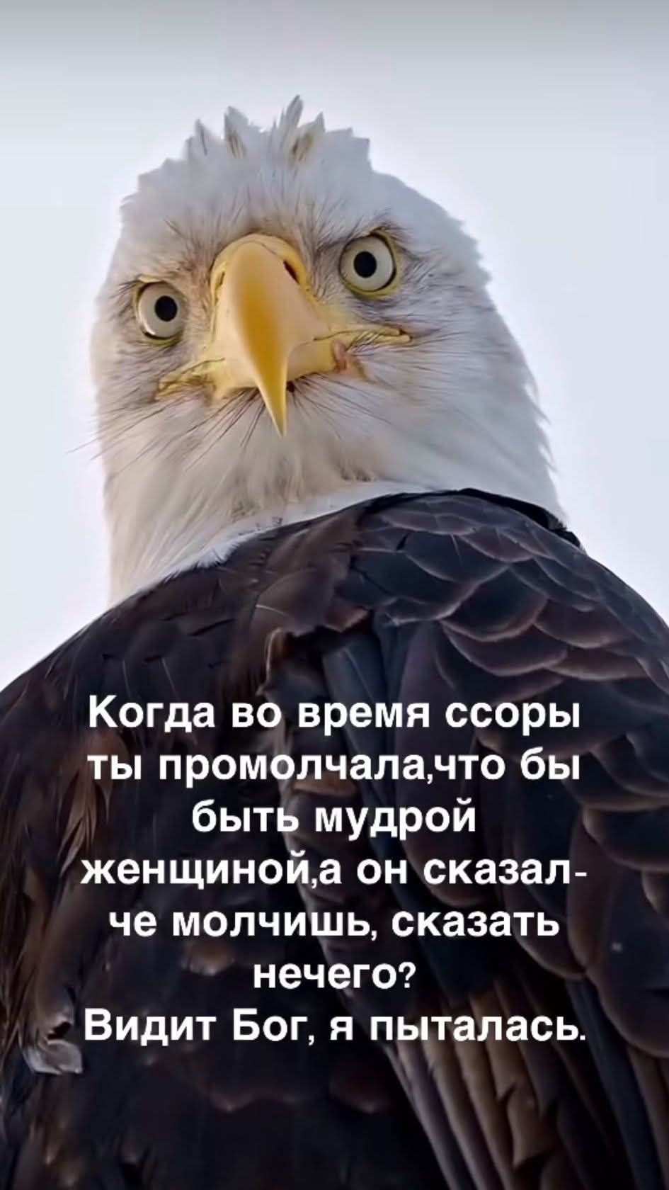 Когда во время ссоры ты промолчала, чтобы быть мудрой женщиной, а он сказал - че молчишь, сказать нечего? Виден Бог, я пыталась.