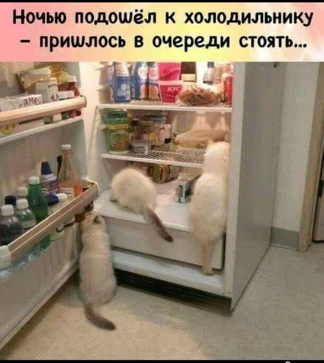 Ночью подошёл к холодильнику – пришлось в очереди стоять...