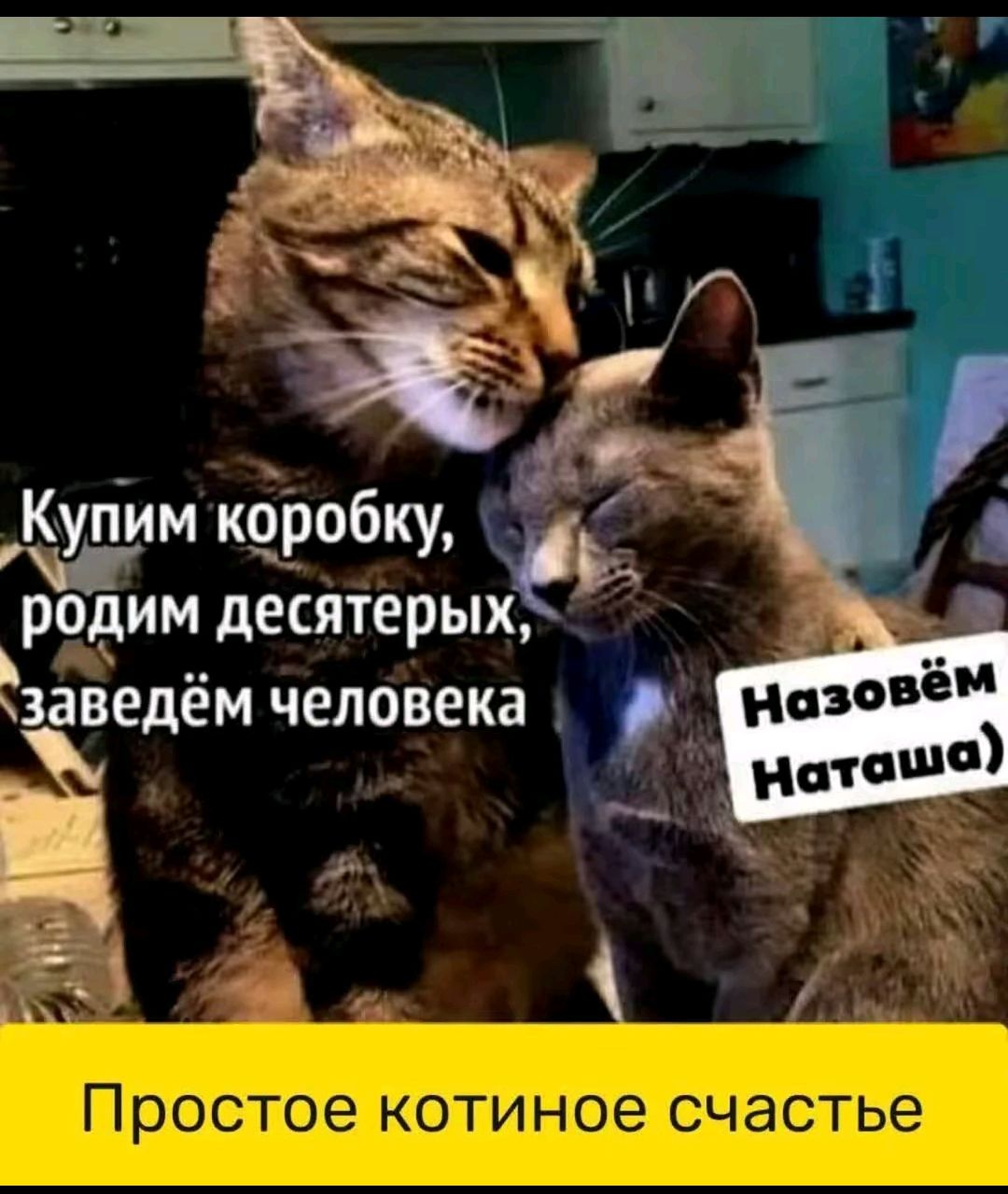 Купим коробку, родим десятерыых, заведём человека
Назовём Наташа)
Простое котиное счастье