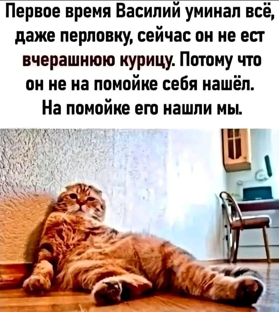 Первое время Василий унимал всё, даже перловку, сейчас он не ест вчерашнюю курицу. Потому что он не на помойке себя нашёл. На помойке его нашли мы.