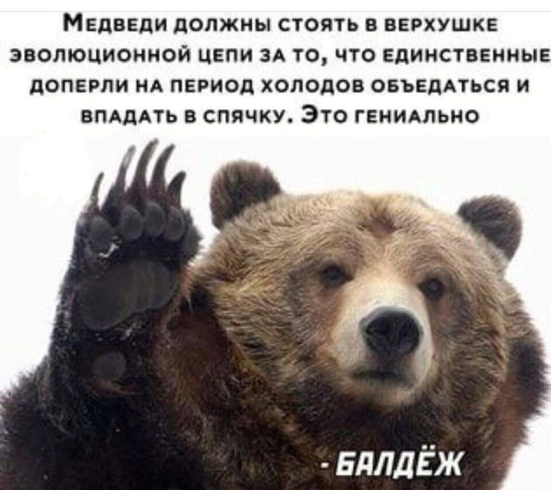 Медведи должны стоять в вершине эволюционной цепи за то, что единственные доперли на период холодов объедаться и впадать в спячку. Это гениально - Балдёж