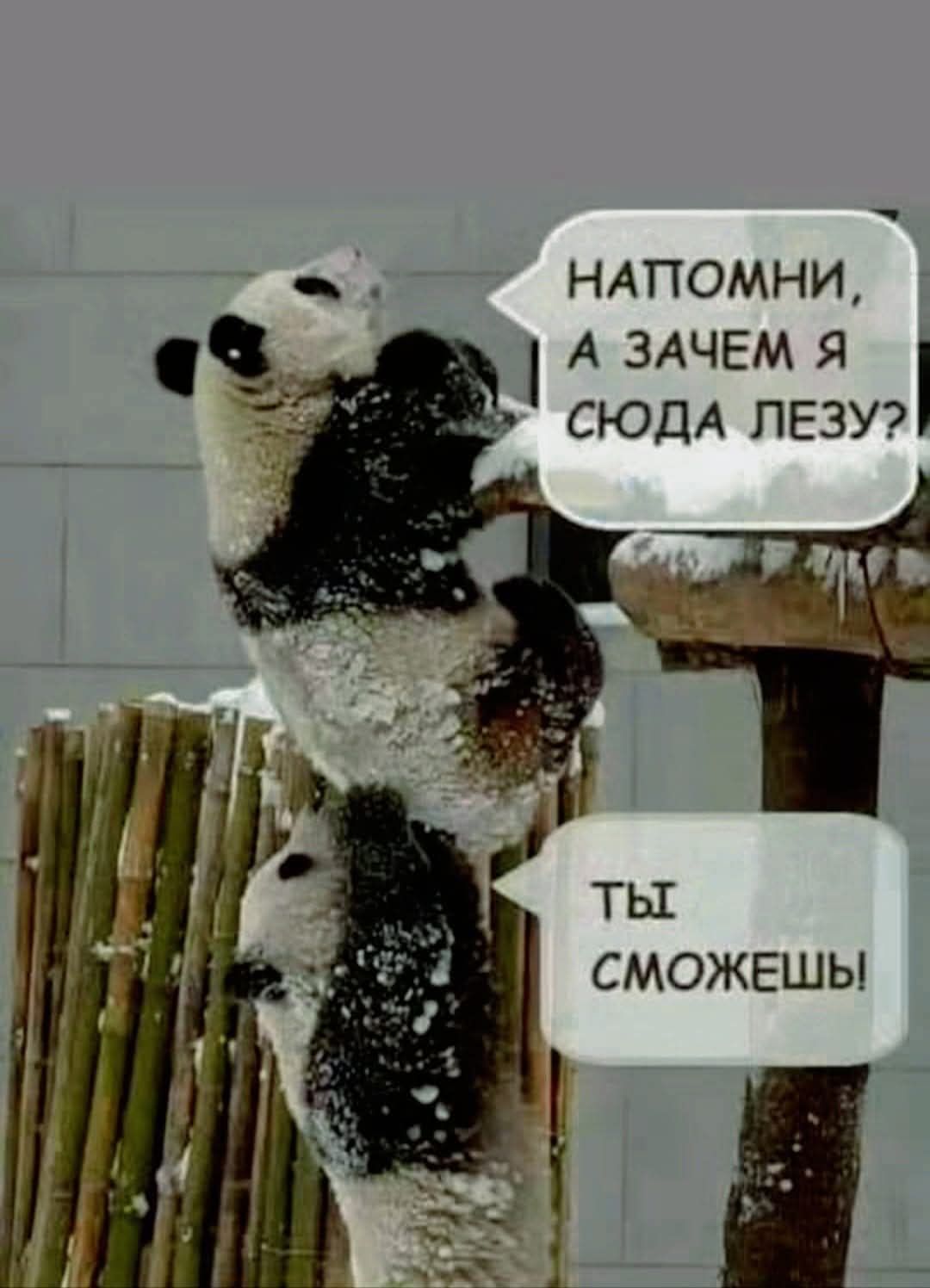 НАПОМИНИ, А ЗАЧЕМ Я СЮДА ЛЕЗУ?
ТЫ СМОЖЕШЬ!