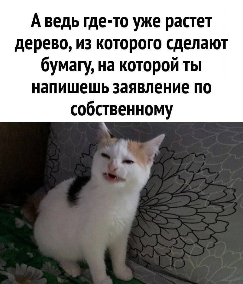 А ведь где-то уже растет дерево, из которого сделают бумагу, на которой ты напишешь заявление по собственному
