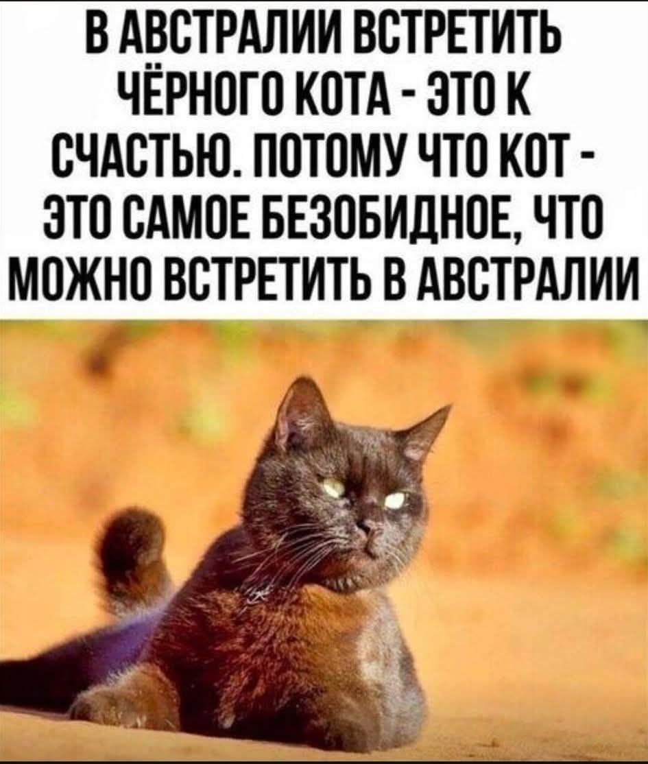 В Австралии встретить чёрного кота - это к счастью. Потому что кот - это самое безобидное, что можно встретить в Австралии