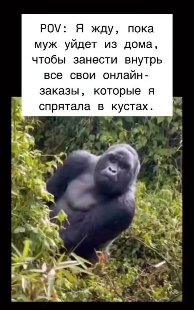 POV: Я жду, пока муж уйдет из дома, чтобы занести внутрь все свои онлайн-заказы, которые я спрятала в кустах.