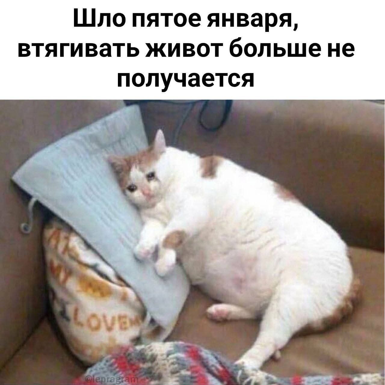 Шло пятое января, втягивать живот больше не получается