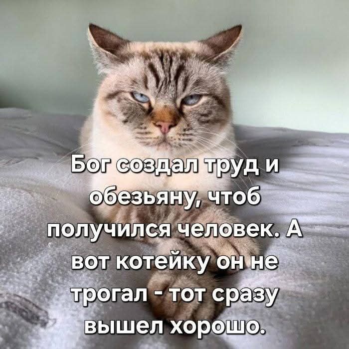Бог создал труд и обезьяну, чтобы получился человек. А вот котейку он не трогал - тот сразу вышел хорошо.