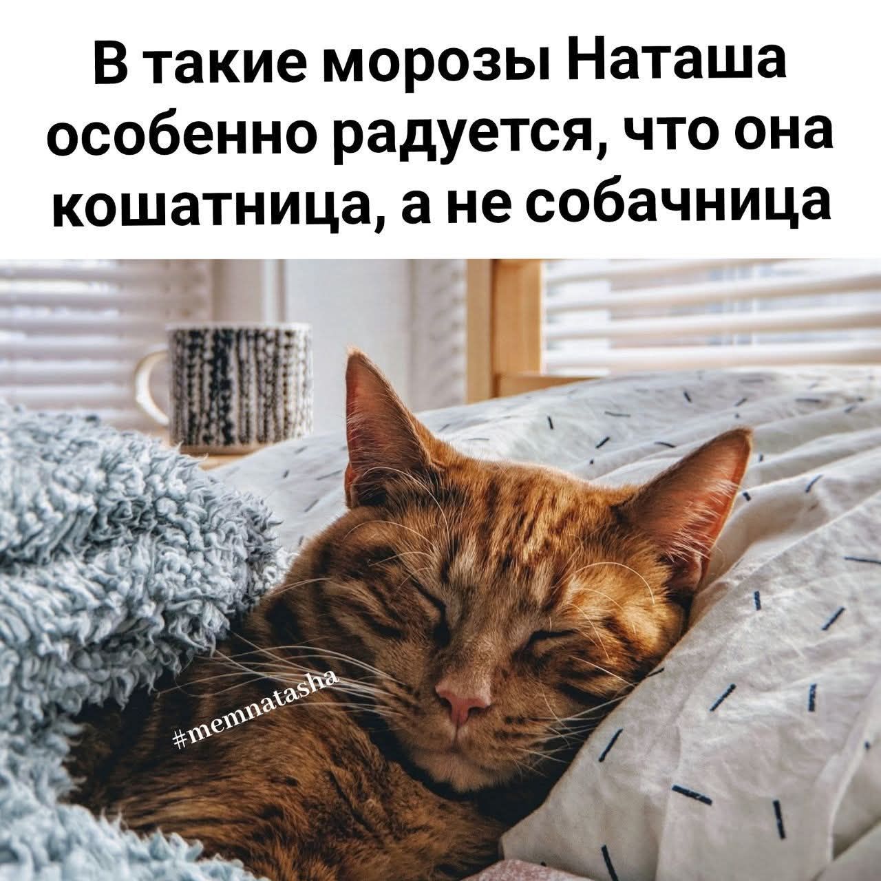 В такие морозы Наташа особенно радуется, что она кошатица, а не собачница