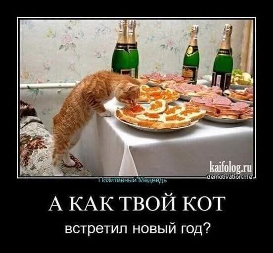 А КАК ТВОЙ КОТ встретил новый год?