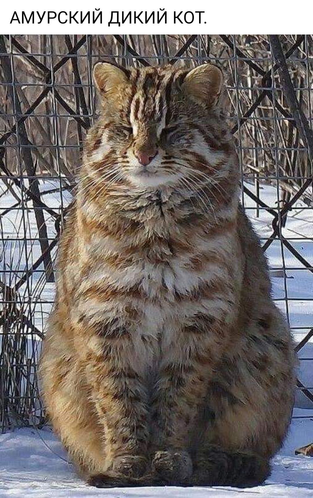 АМУРСКИЙ ДИКИЙ КОТ.