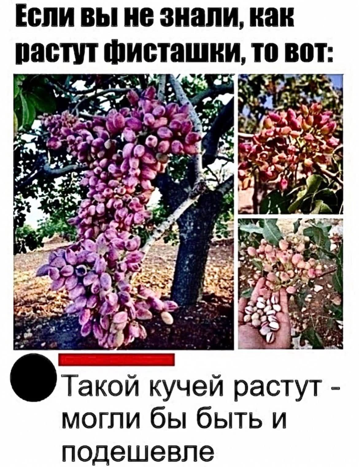 Если вы не знали, как растут фисташки, то вот: Такой кучей растут - могли бы быть и подешевле