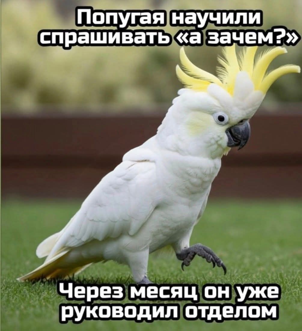 Попугай научили спрашивать «а зачем?» Через месяц он уже руководил отделом