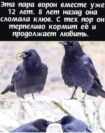 Эта пара ворон вместе уже 12 лет. 8 лет назад она сломала клюв. С тех пор он терпеливо кормит её и продолжает любить.