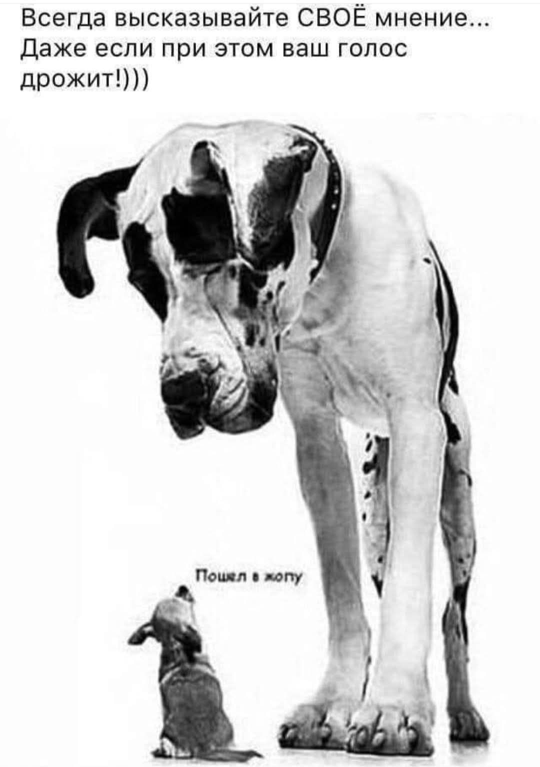 Всегда высказывайте СВОЁ мнение... Даже если при этом ваш голос дрожит!)))
Пошёл я клопу