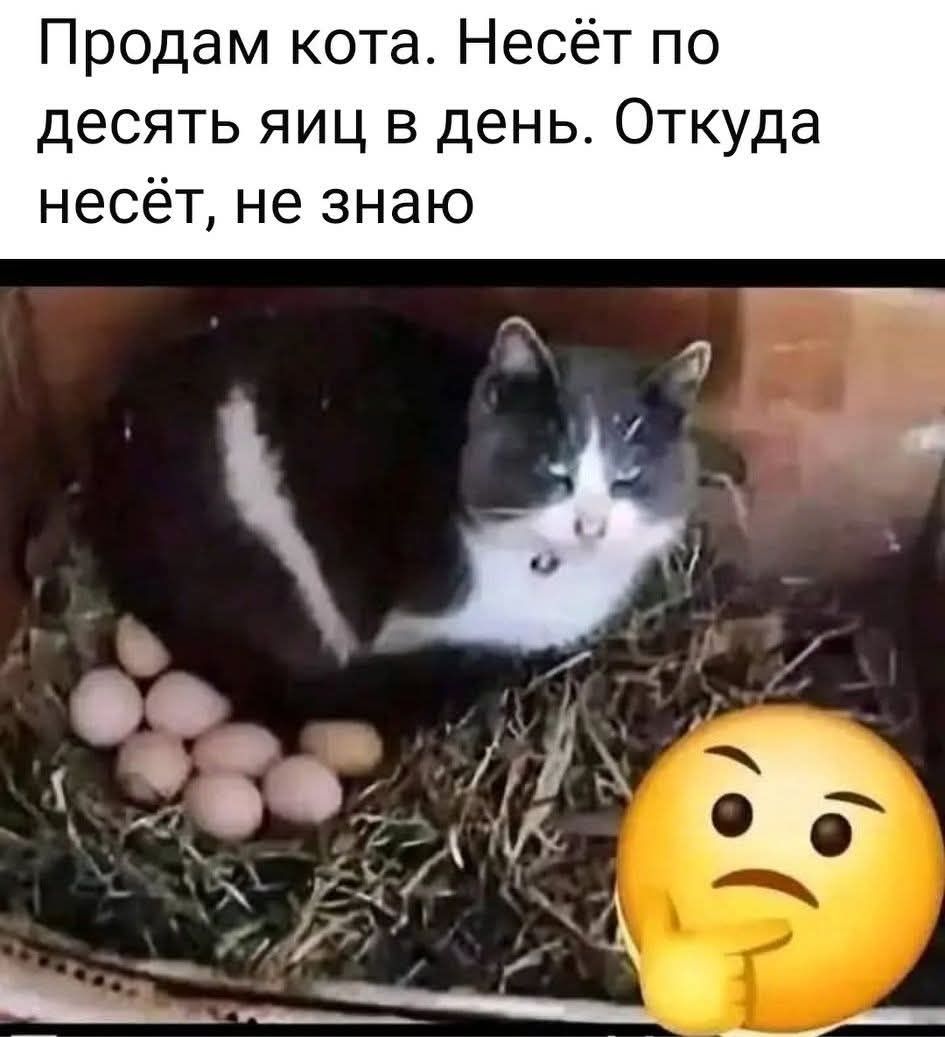 Продам кота. Несёт по десять яиц в день. Откуда несёт, не знаю