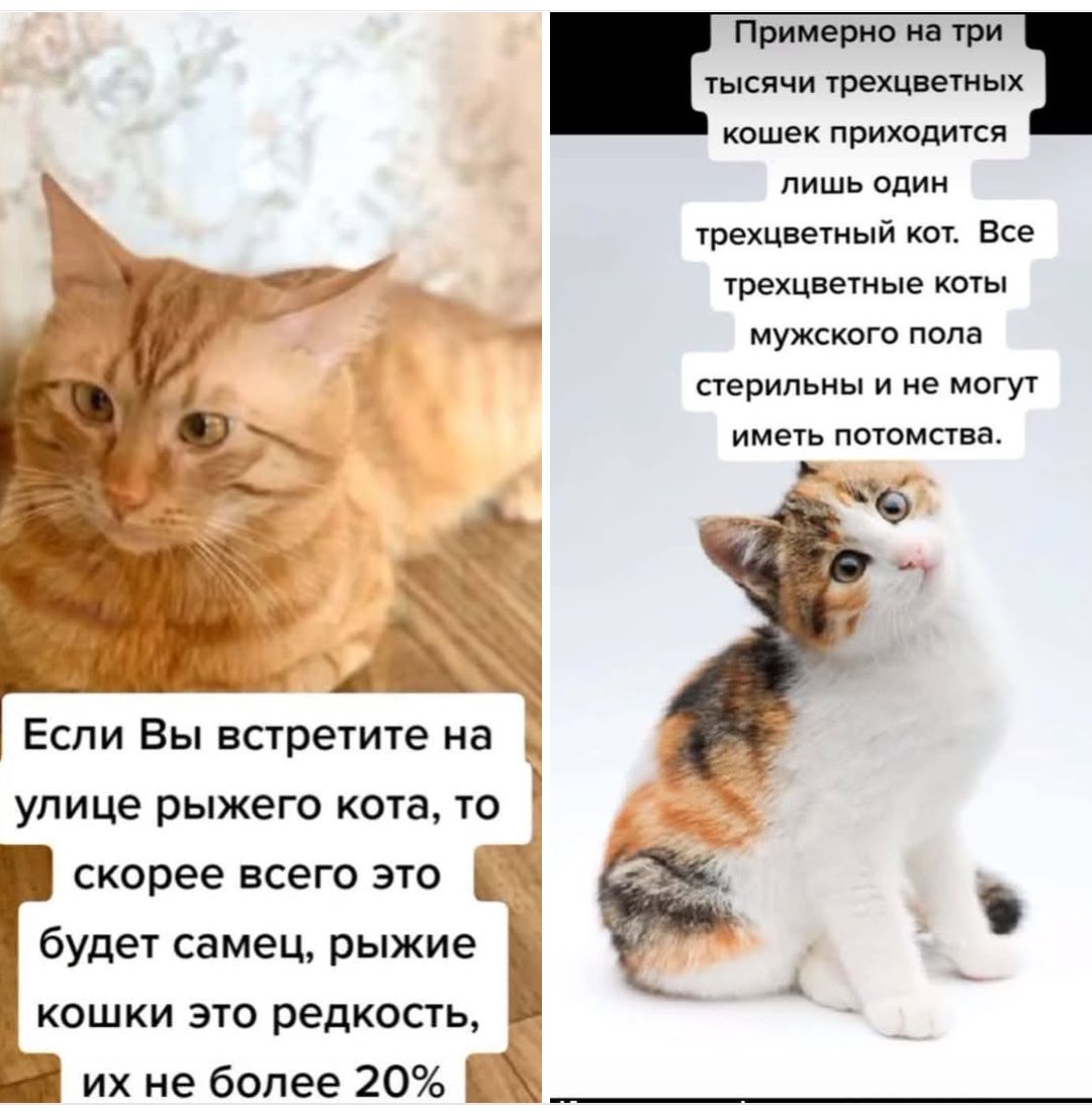Если Вы встретите на улице рыжего кота, то, скорее всего, это будет самец, рыжие кошки — редкость, их не более 20%. Примерно на три тысячи трехцветных кошек приходится лишь один трехцветный кот. Все трехцветные коты мужского пола стерильны и не могут иметь потомства.