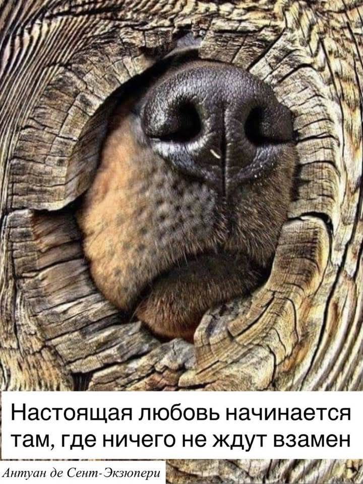 Настоящая любовь начинается там, где ничего не ждут взамен. Антуан де Сент-Экзюпери