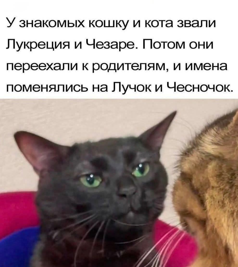 У знакомых кошку и кота звали Лукреция и Чезаре. Потом они переехали к родителям, и имена поменялись на Лучок и Чесночок.