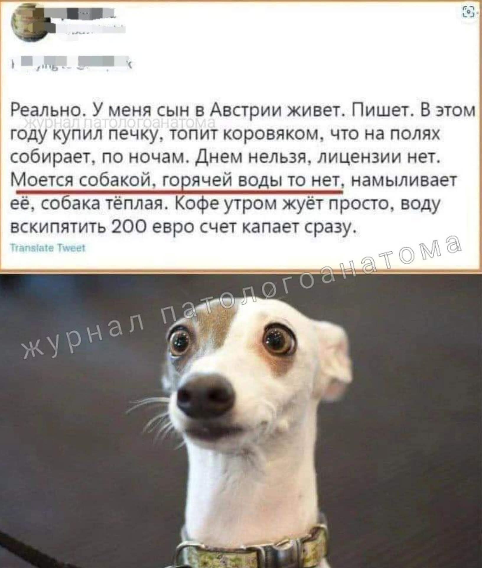 Реально. У меня сын в Австрии живет. Пишет. В этом году купил печку, топит коровяком, что на полях собирает, по ночам. Днем нельзя, лицензии нет. Моется собакой, горячей воды то нет, наливает её, собака теплая. Кофе утром жуёт просто, воду вскипятить 200 евро счет капает сразу.