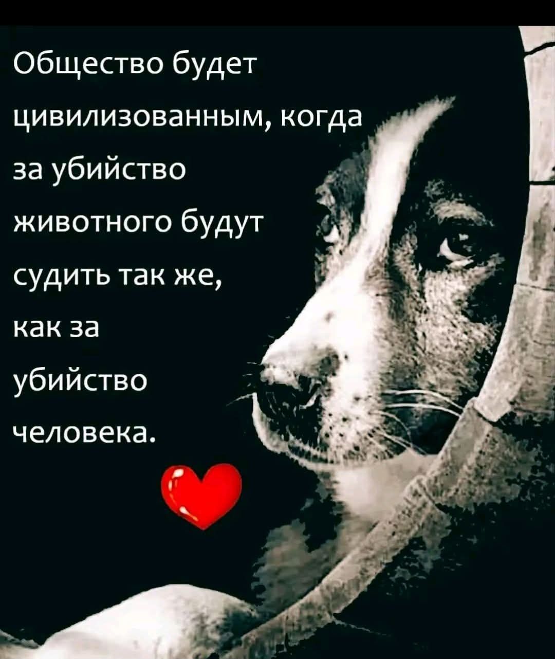 Общество будет цивилизованным, когда за убийство животного будут судить так же, как за убийство человека.