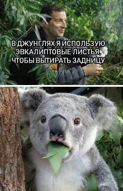 В джунглях я использую эвкалиптовые листья, чтобы вытирать задницу