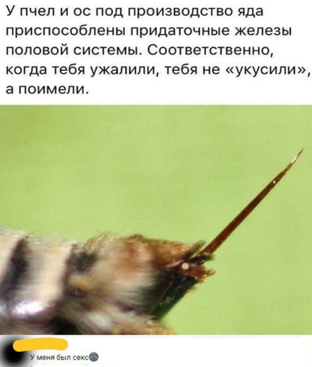 У пчел и ос под производство яда приспособлены придаточные железы половой системы. Соответственно, когда тебя ужалили, тебя не «укусили», а поимели. У меня был секс
