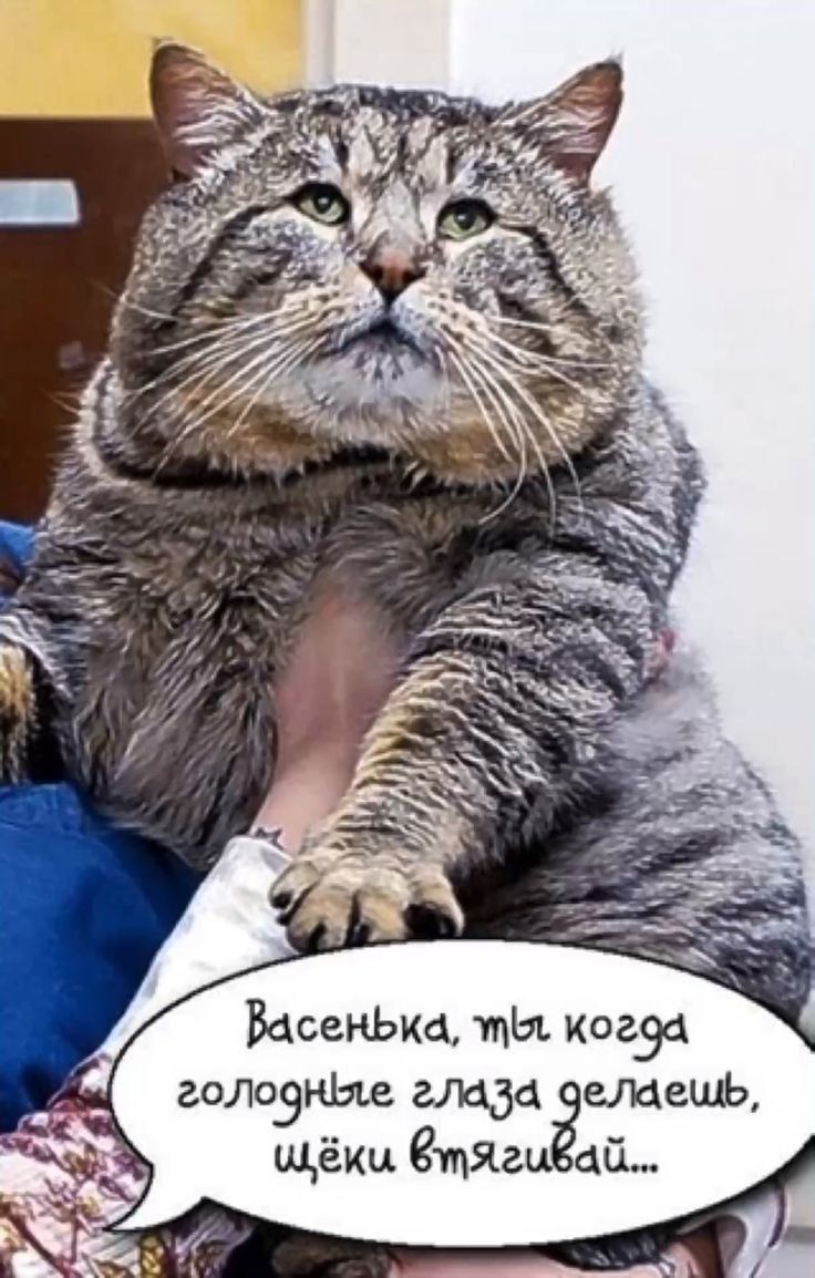 Васенька, ты когда голодные глаза делаешь, щёки втягивай...