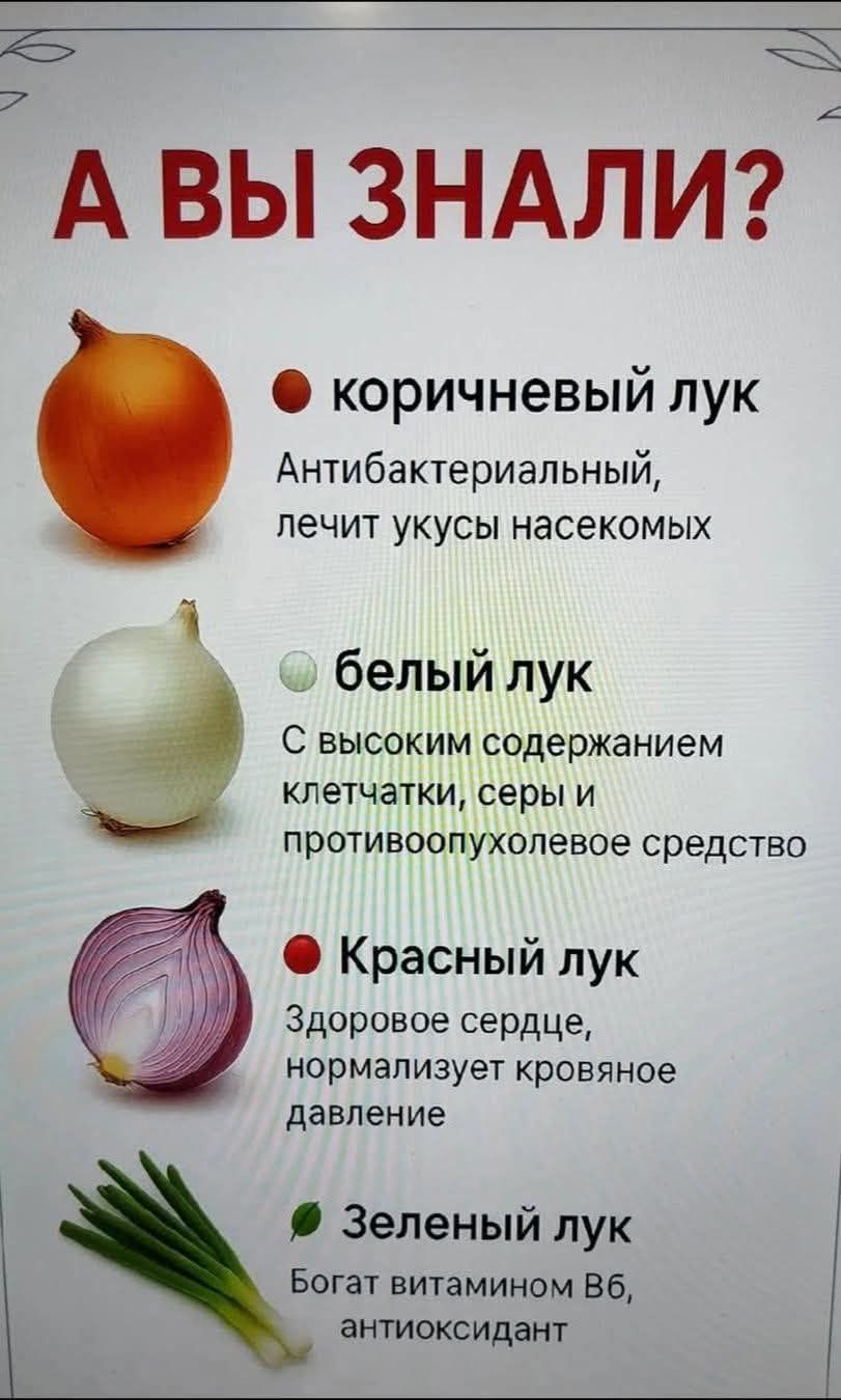 А ВЫ ЗНАЛИ? Коричневый лук: Антибактериальный, лечит укусы насекомых. Белый лук: С высоким содержанием клетчатки, серы и противоопухолевое средство. Красный лук: Здоровое сердце, нормализует кровяное давление. Зеленый лук: Богат витамином В6, антиоксидант.