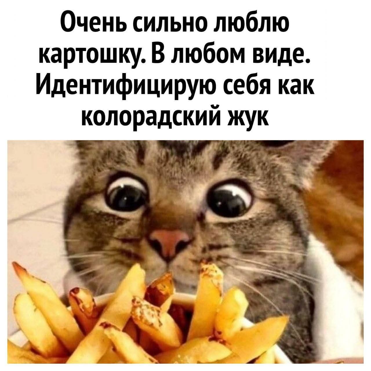 Очень сильно люблю картошку. В любом виде. Идентифицирую себя как колорадский жук