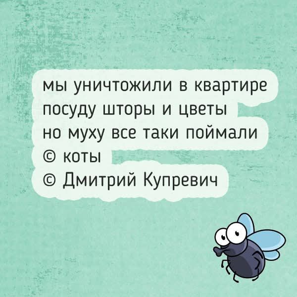 мы уничтожили в квартире посуду шторы и цветы но муху все таки поймали © коты © Дмитрий Купревич