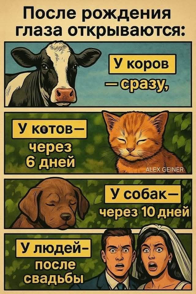 После рождения глаза открываются: У коров — сразу, У котов — через 6 дней, У собак — через 10 дней, У людей — после свадьбы