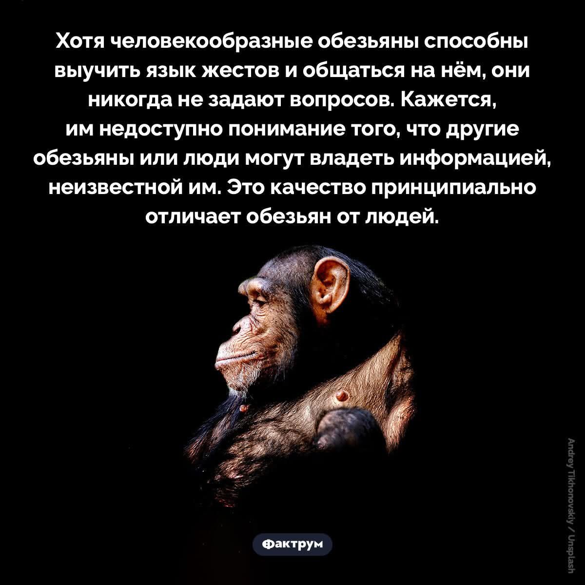 Хотя человекообразные обезьяны способны выучить язык жестов и общаться на нём, они никогда не задают вопросов. Кажется, им недоступно понимание того, что другие обезьяны или люди могут владеть информацией, неизвестной им. Это качество принципиально отличает обезьян от людей. Фактрум