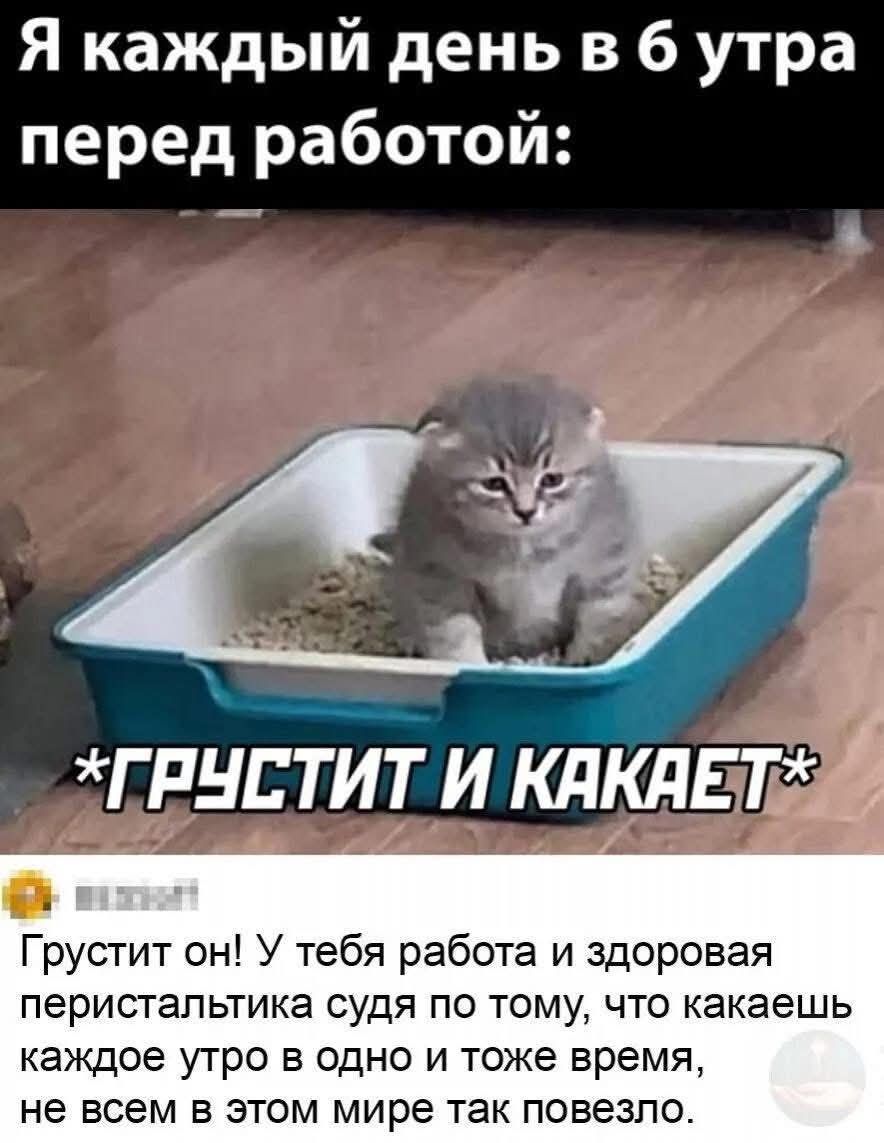 Я каждый день в 6 утра перед работой: *ГРУСТИТ И КАКАЕТ* Грустит он! У тебя работа и здоровая перистальтика судя по тому, что какаешь каждое утро в одно и то же время, не всем в этом мире так повезло.