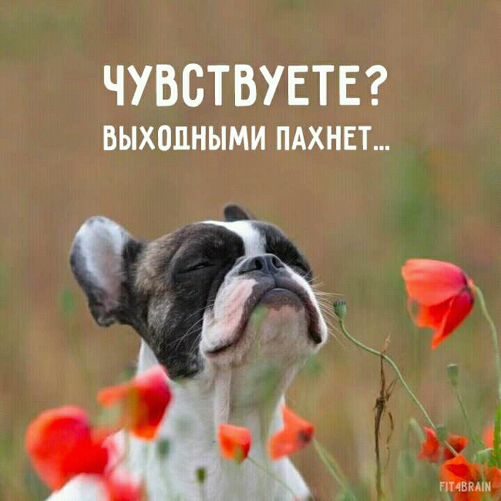 ЧУВСТВУЕТЕ ВЫХВПНЫМИ ПАХНЕТ Ф