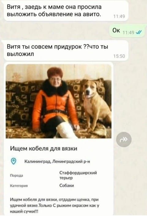 Вита, заедь к маме она просила выложить объявление на авито.

Ок

Вита ты совсем придурок ??что ты выложил

Ищем кобеля для вязки

Калининград, Ленинградский р-н

Порода: Стаффордширский терьер

Категория: Собаки

Ищем кобеля для вязки, отдаём щенка, при удачной вязке. Только С рыжим окрасом как у нашей сучки!!!