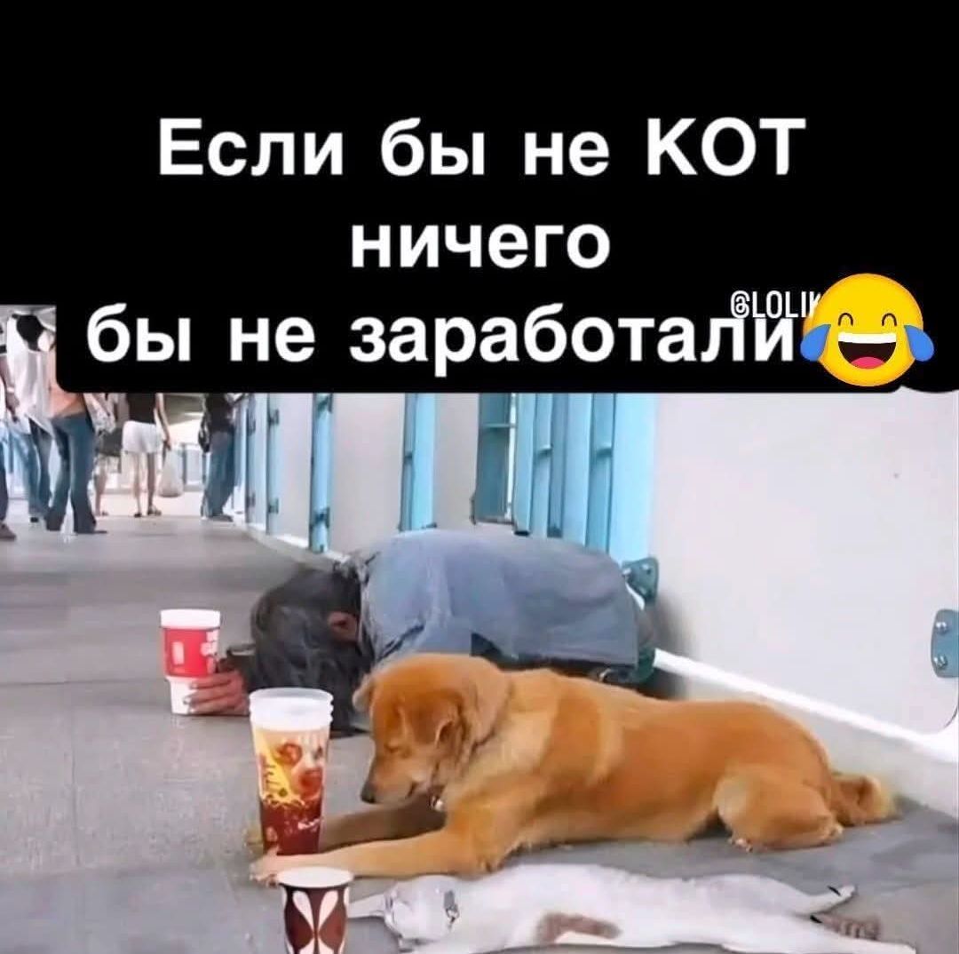 Если бы не КОТ ничего бы не заработали