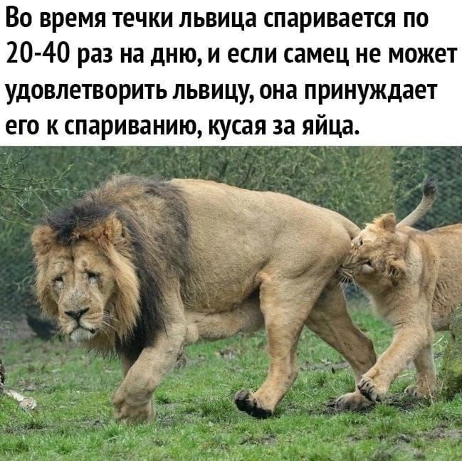 Во время течки львица спаривается по 20-40 раз на дню, и если самец не может удовлетворить львицу, она принуждает его к спариванию, кусая за яйца.