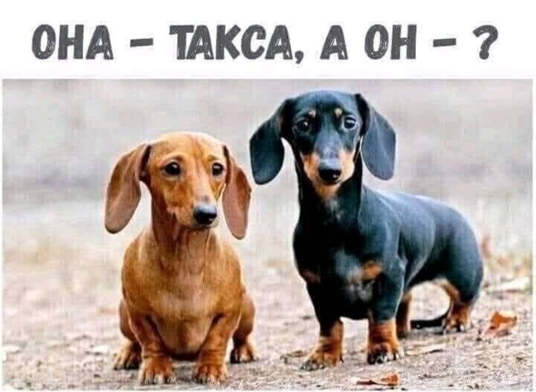 ОНА - ТАКЦА, А ОН - ?